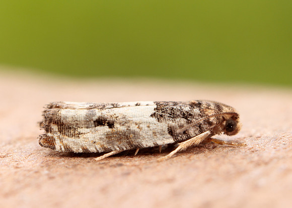 49.279 BF1169 Gypsonoma dealbana