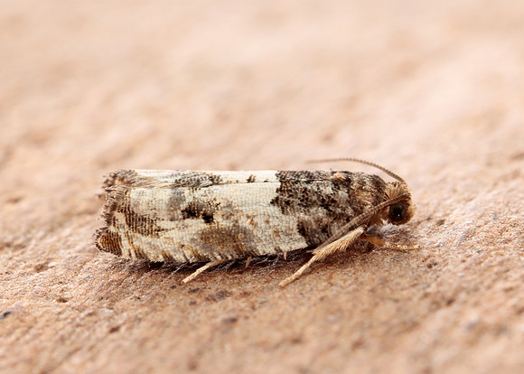49.279 BF1169 Gypsonoma dealbana