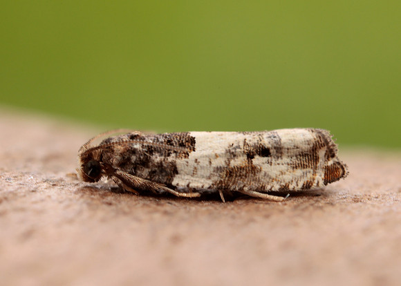 49.279 BF1169 Gypsonoma dealbana