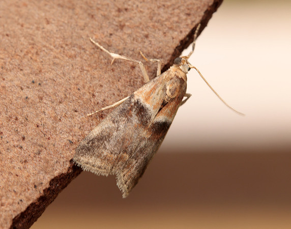 62.034 BF1436 Acrobasis repandana