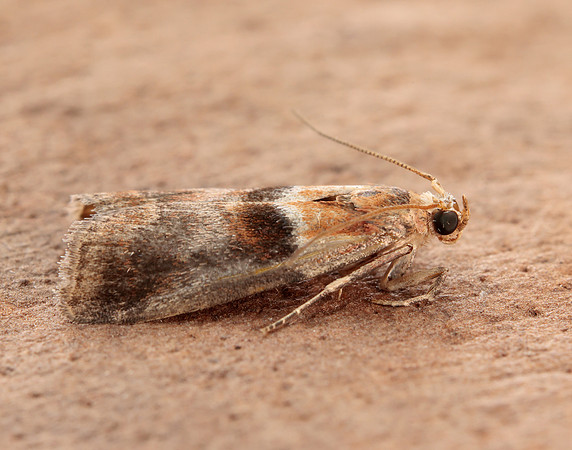 62.034 BF1436 Acrobasis repandana