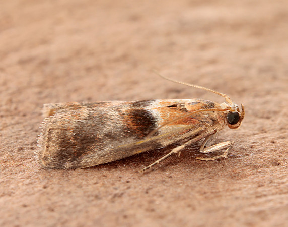 62.034 BF1436 Acrobasis repandana