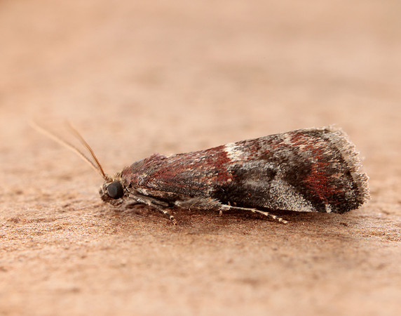 62.037 BF1440 Acrobasis marmorea