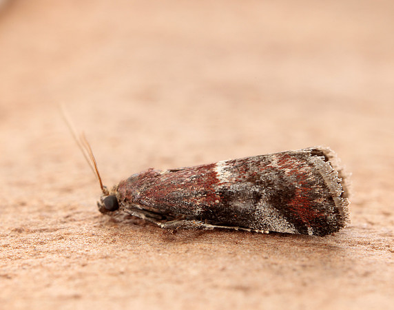 62.037 BF1440 Acrobasis marmorea