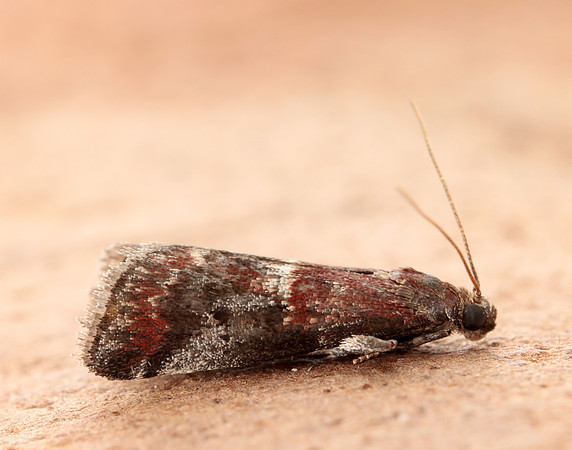 62.037 BF1440 Acrobasis marmorea