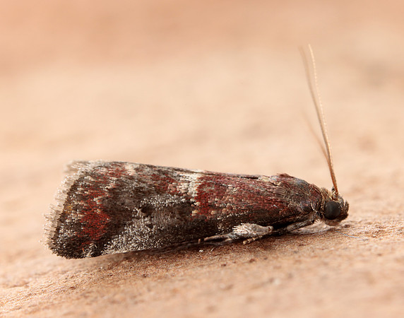 62.037 BF1440 Acrobasis marmorea