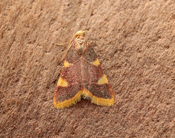 62.075 BF1413 Gold Triangle Hypsopygia costalis