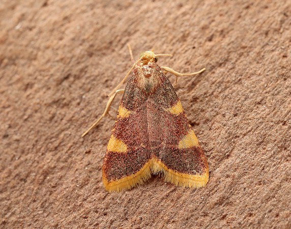 62.075 BF1413 Gold Triangle Hypsopygia costalis