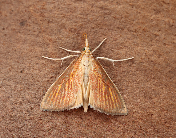 63.013 BF1387 Nascia cilialis
