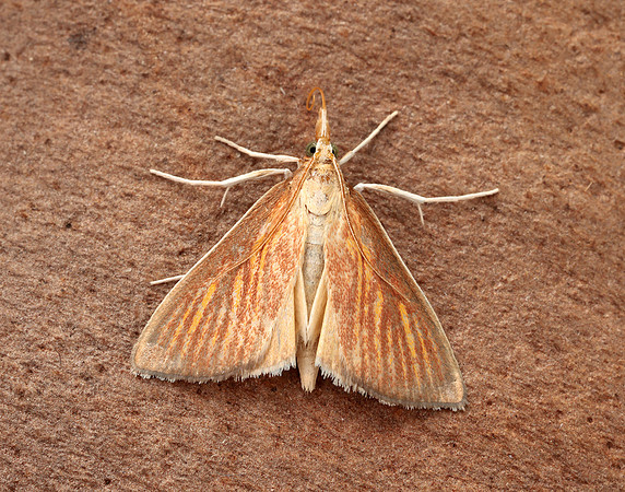 63.013 BF1387 Nascia cilialis