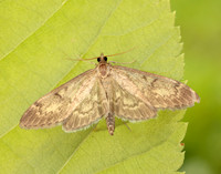 63.017 BF1377 Anania lancealis