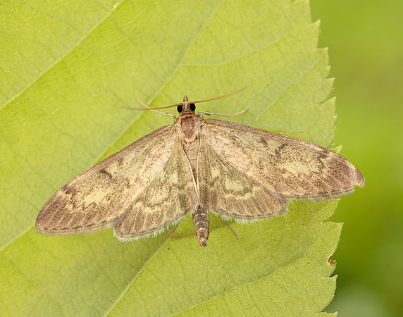 63.017 BF1377 Anania lancealis