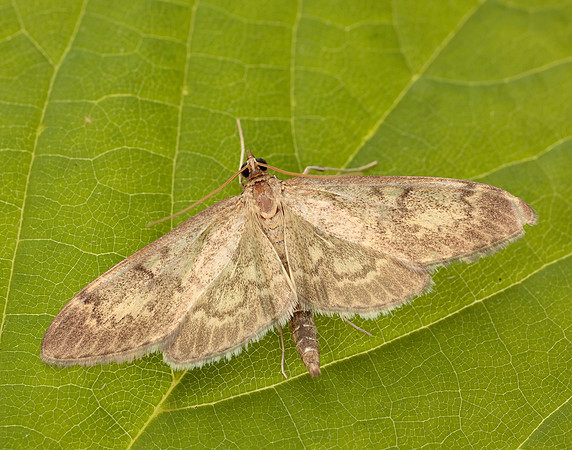 63.017 BF1377 Anania lancealis
