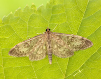 63.017 BF1377 Anania lancealis
