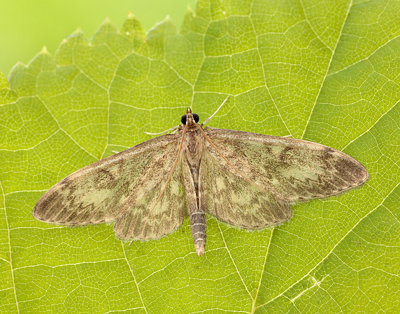 63.017 BF1377 Anania lancealis