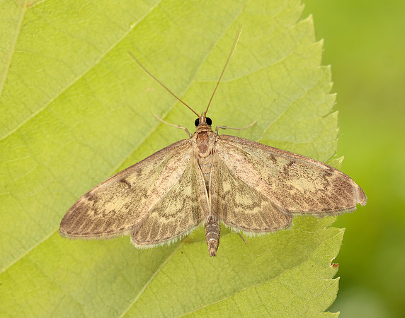 63.017 BF1377 Anania lancealis
