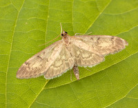 63.017 BF1377 Anania lancealis