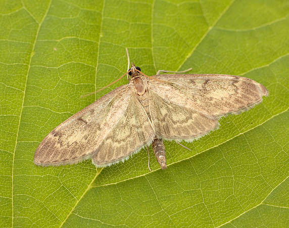 63.017 BF1377 Anania lancealis