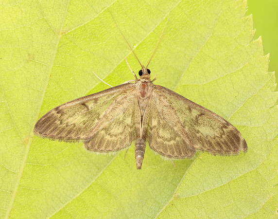 63.017 BF1377 Anania lancealis