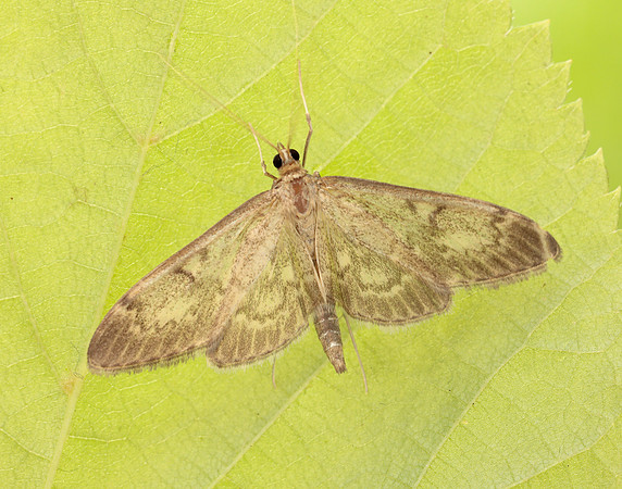63.017 BF1377 Anania lancealis