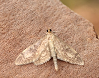 63.017 BF1377 Anania lancealis