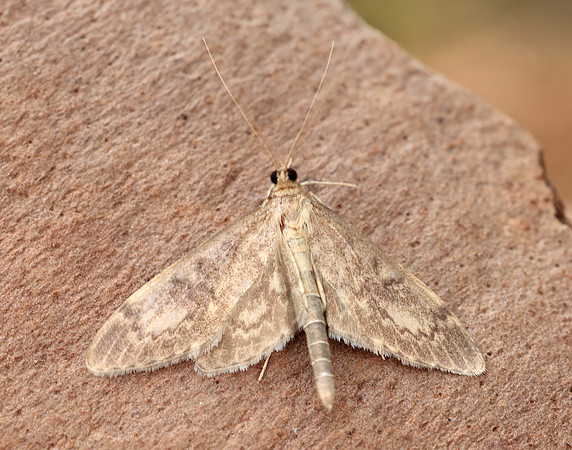 63.017 BF1377 Anania lancealis
