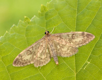 63.017 BF1377 Anania lancealis