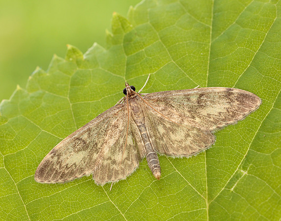 63.017 BF1377 Anania lancealis