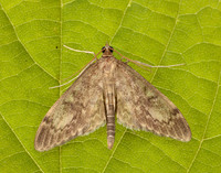 63.017 BF1377 Anania lancealis