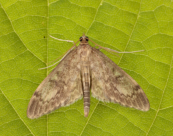 63.017 BF1377 Anania lancealis