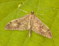 63.017 BF1377 Anania lancealis