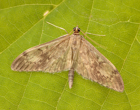 63.017 BF1377 Anania lancealis