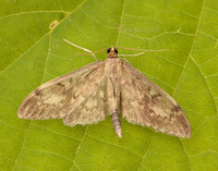 63.017 BF1377 Anania lancealis