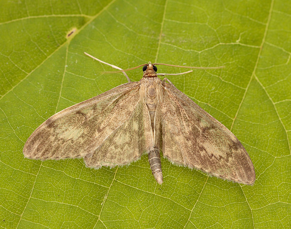 63.017 BF1377 Anania lancealis