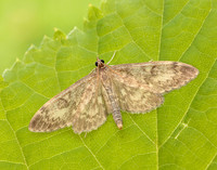 63.017 BF1377 Anania lancealis
