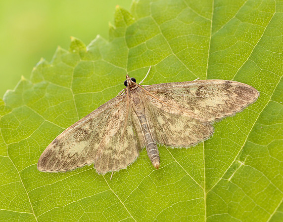 63.017 BF1377 Anania lancealis