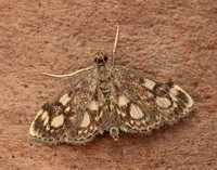 63.018 BF1378 Anania coronata