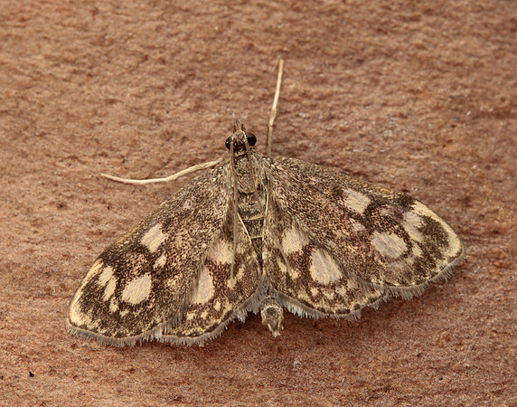 63.018 BF1378 Anania coronata