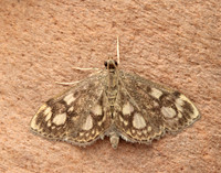 63.018 BF1378 Anania coronata