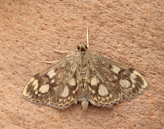 63.018 BF1378 Anania coronata