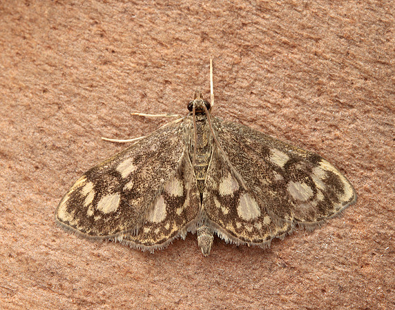 63.018 BF1378 Anania coronata