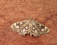 63.018 BF1378 Anania coronata