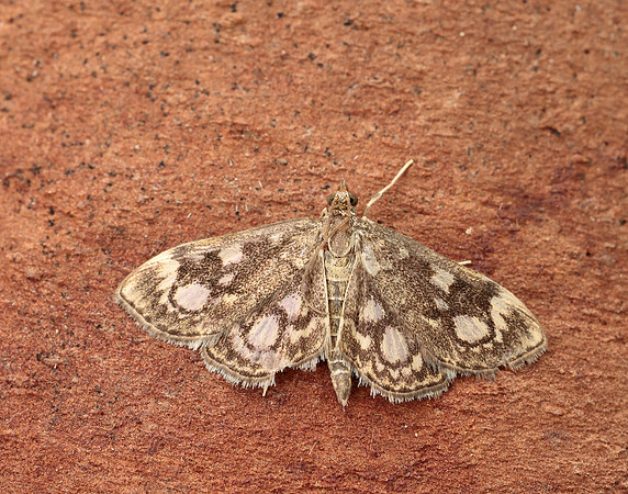 63.018 BF1378 Anania coronata