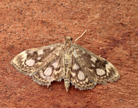 63.018 BF1378 Anania coronata