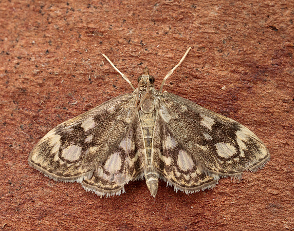 63.018 BF1378 Anania coronata