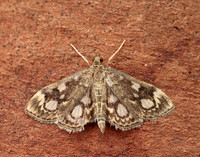 63.018 BF1378 Anania coronata