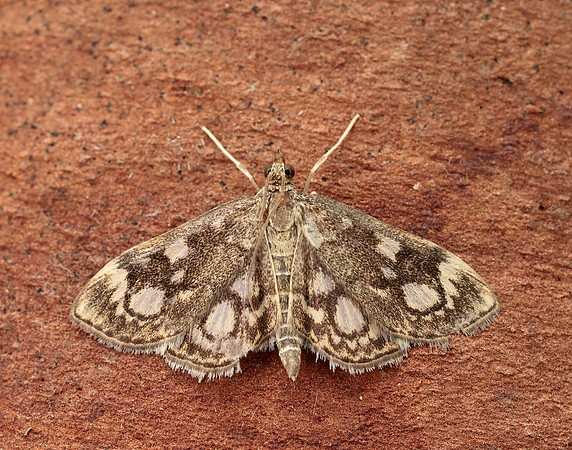 63.018 BF1378 Anania coronata