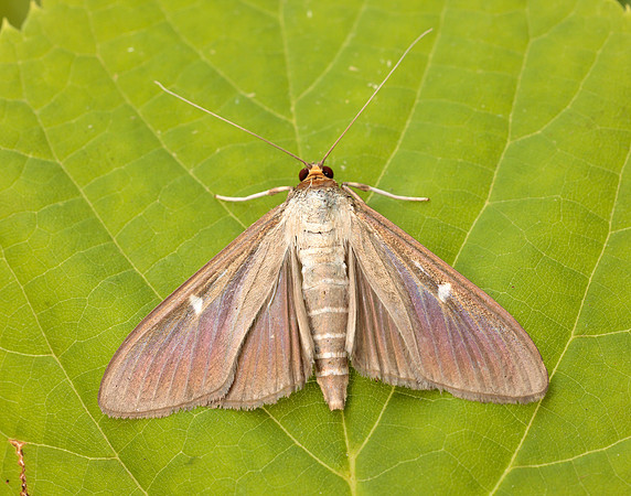 63.054 BF1409a Box-tree Moth Cydalima perspectalis