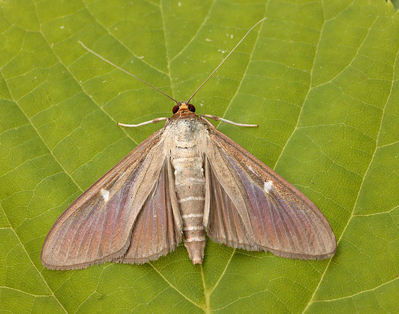 63.054 BF1409a Box-tree Moth Cydalima perspectalis