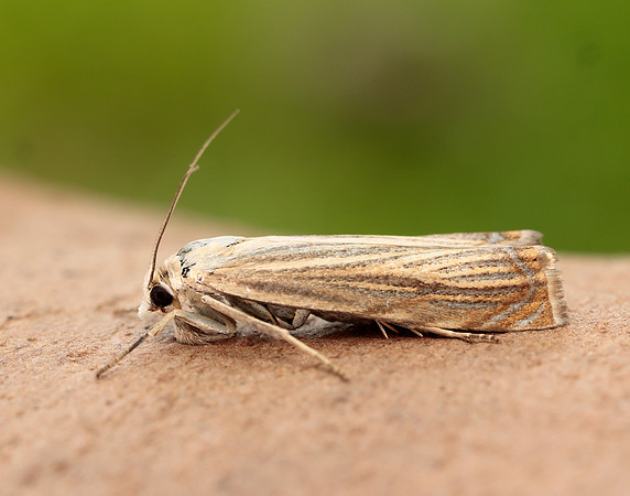 63.080 BF1293 Chrysoteuchia culmella